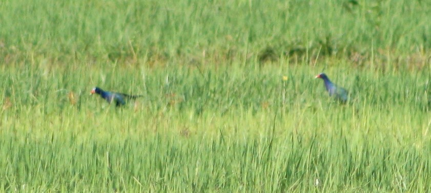 Purple Gallinule - Serguei Alexander López Perez