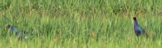 Purple Gallinule - Serguei Alexander López Perez