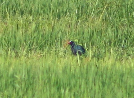 Purple Gallinule - ML619474064