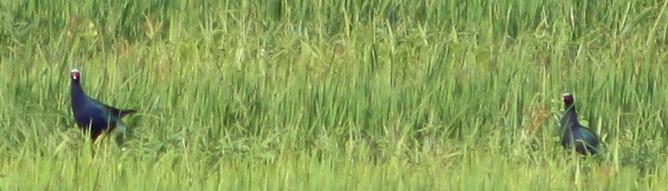 Purple Gallinule - Serguei Alexander López Perez