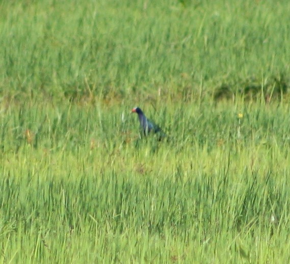 Purple Gallinule - Serguei Alexander López Perez