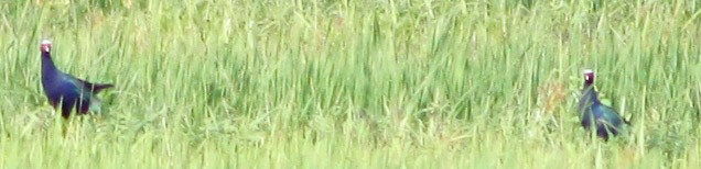 Purple Gallinule - Serguei Alexander López Perez