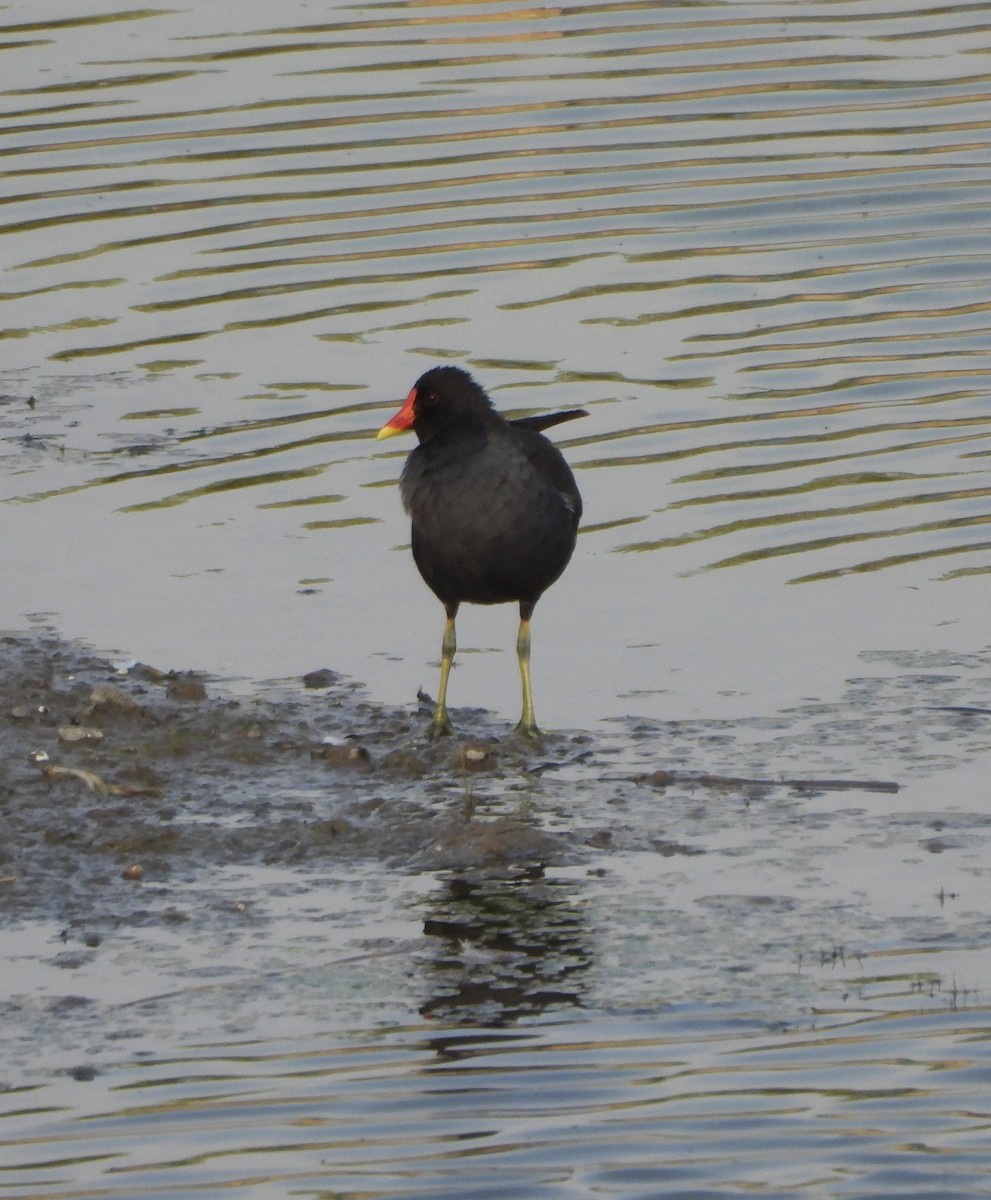 Eurasian Moorhen - Prof Chandan Singh Dalawat