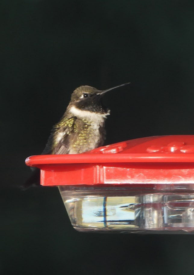 Black-chinned Hummingbird - Margaret Heming