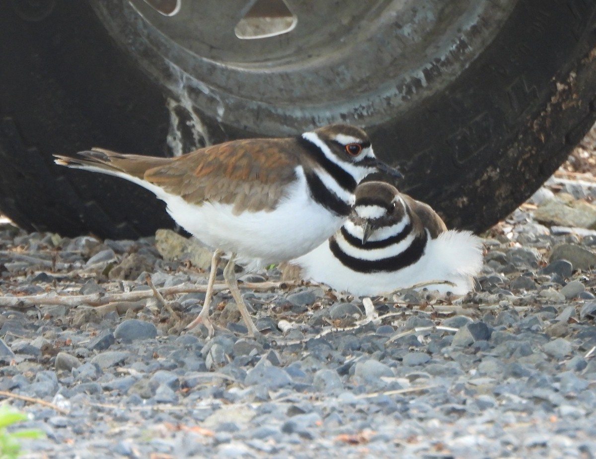 Killdeer - Margaret Heming