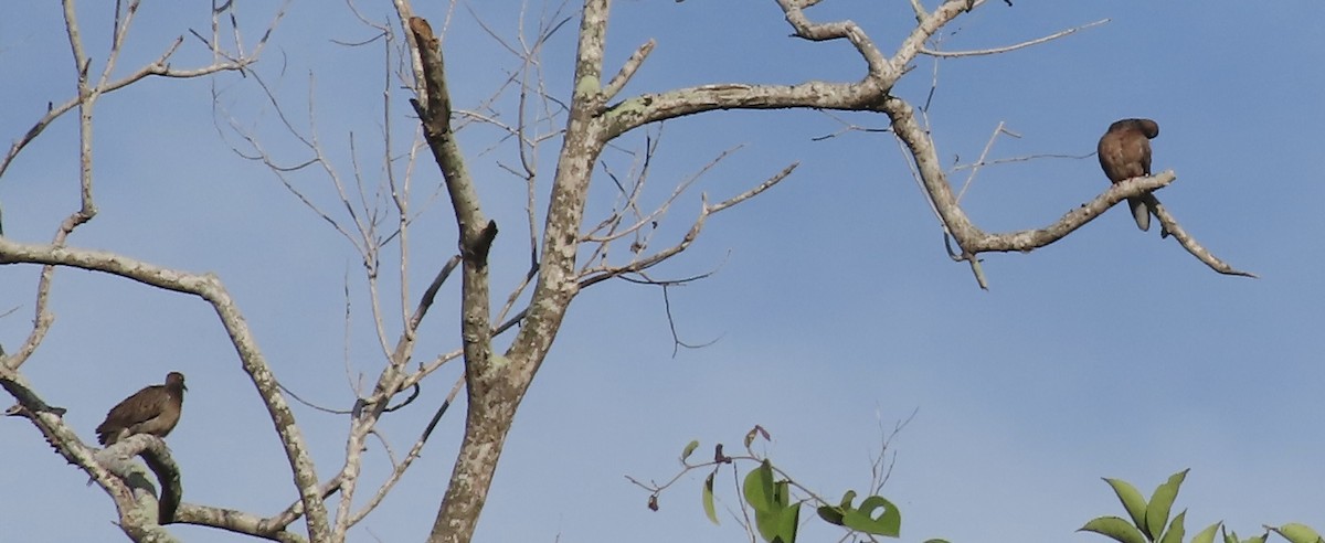 Spotted Dove - ML619474078