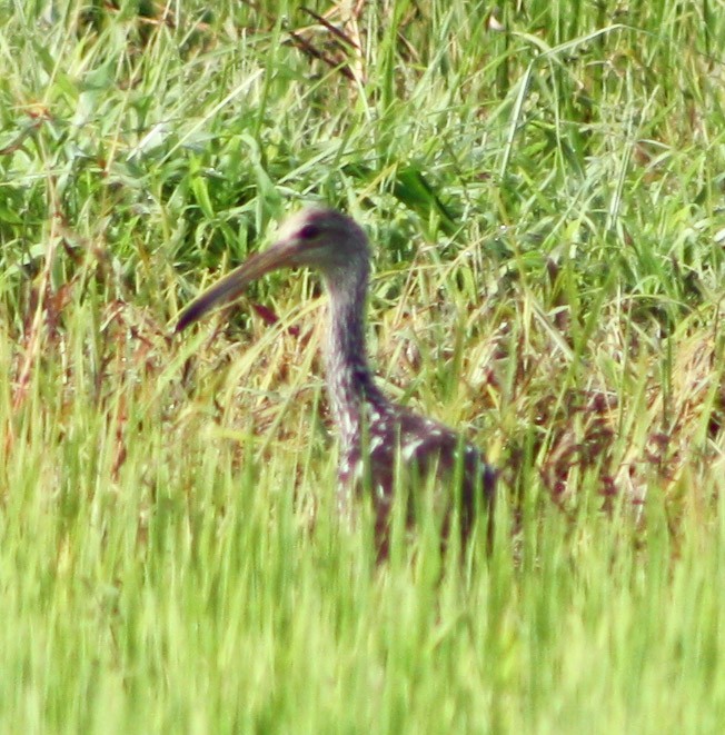 Limpkin - Serguei Alexander López Perez