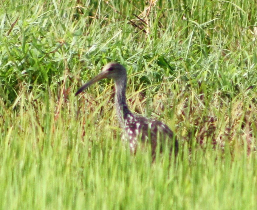 Limpkin - Serguei Alexander López Perez