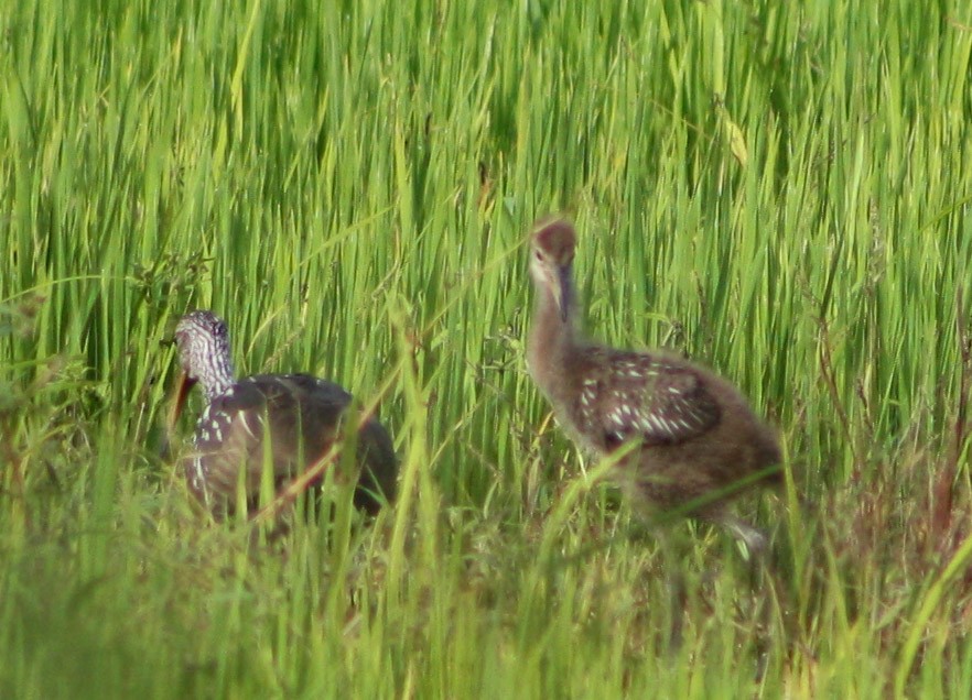 Limpkin - Serguei Alexander López Perez