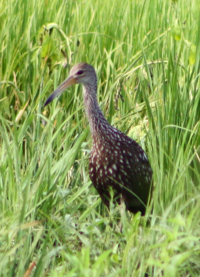 Limpkin - Serguei Alexander López Perez