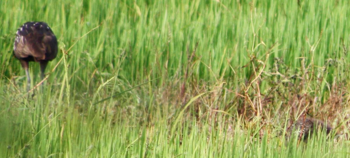 Limpkin - Serguei Alexander López Perez