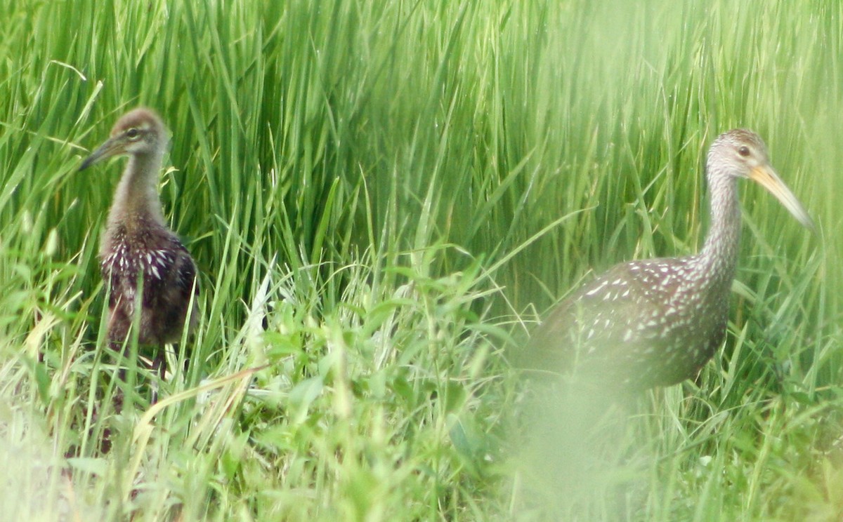 Limpkin - Serguei Alexander López Perez