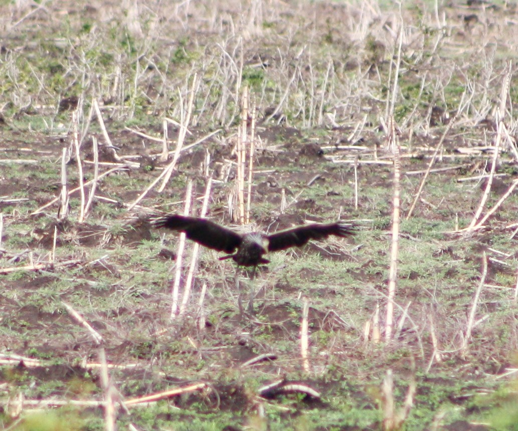 Limpkin - Serguei Alexander López Perez