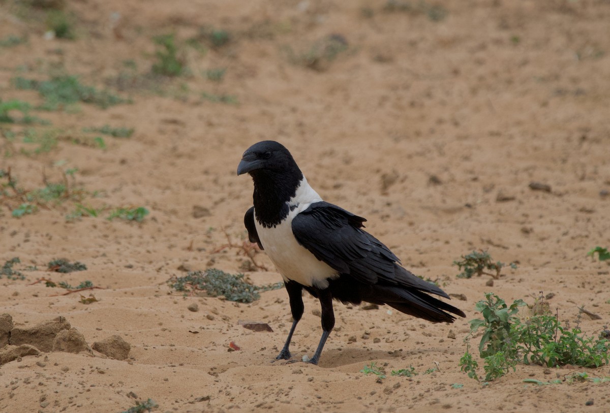 Pied Crow - Nick Leiby