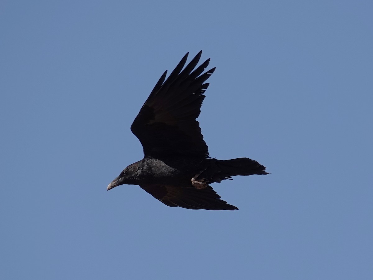 Common Raven - Barry Reed