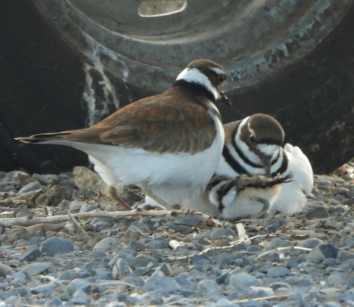 Killdeer - Margaret Heming