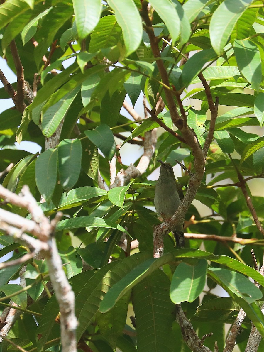 Gray-breasted Spiderhunter - Matthias Alberti