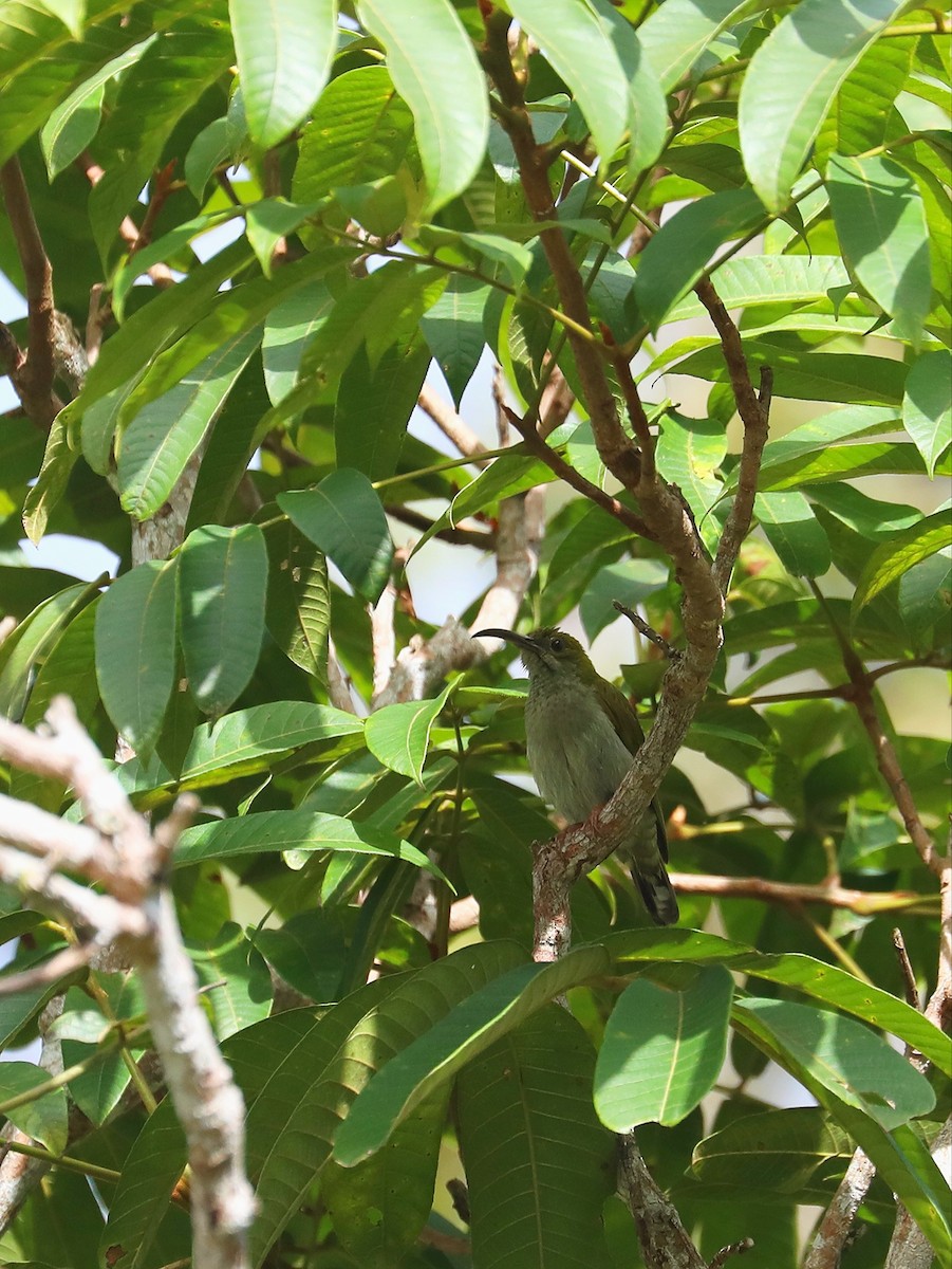 Gray-breasted Spiderhunter - ML619474115