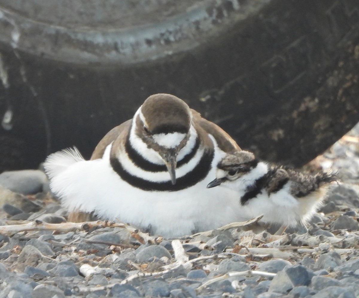 Killdeer - Margaret Heming