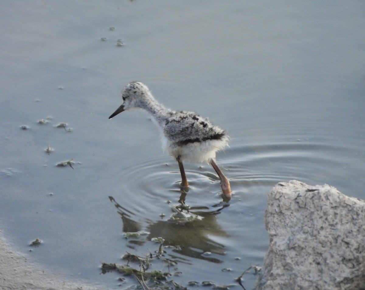 Black-winged Stilt - Prof Chandan Singh Dalawat