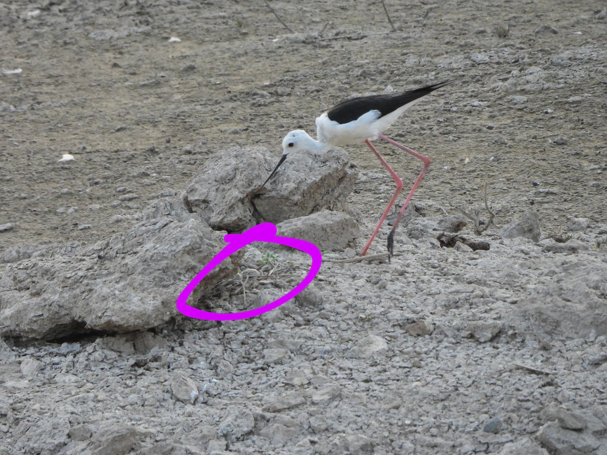 Black-winged Stilt - Prof Chandan Singh Dalawat