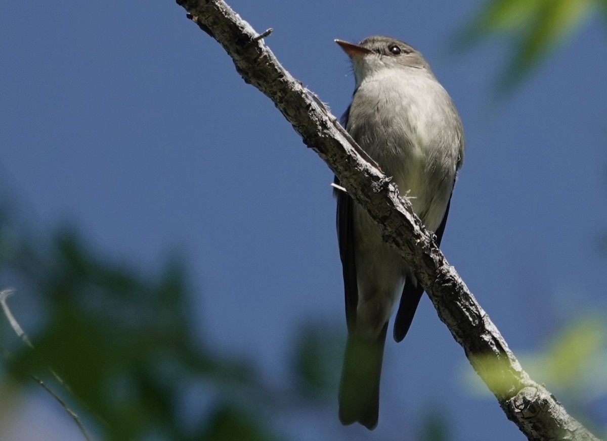 Western Wood-Pewee - Peter Williams