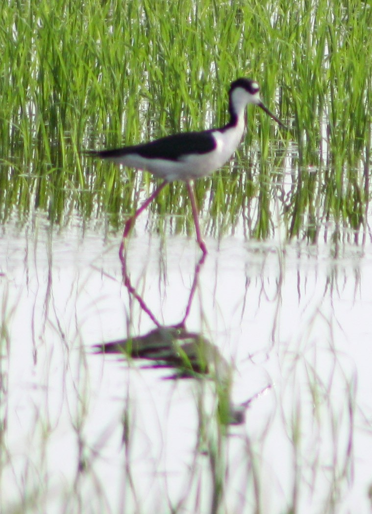 Black-necked Stilt - Serguei Alexander López Perez