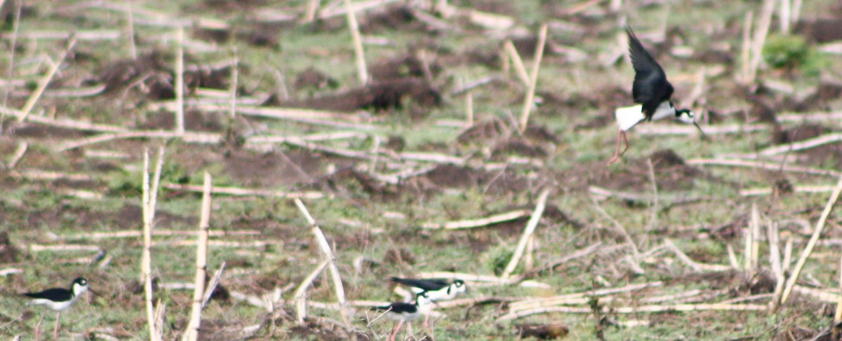 Black-necked Stilt - Serguei Alexander López Perez