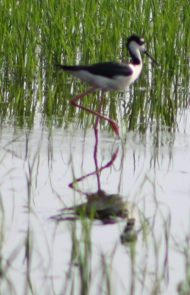 Black-necked Stilt - Serguei Alexander López Perez