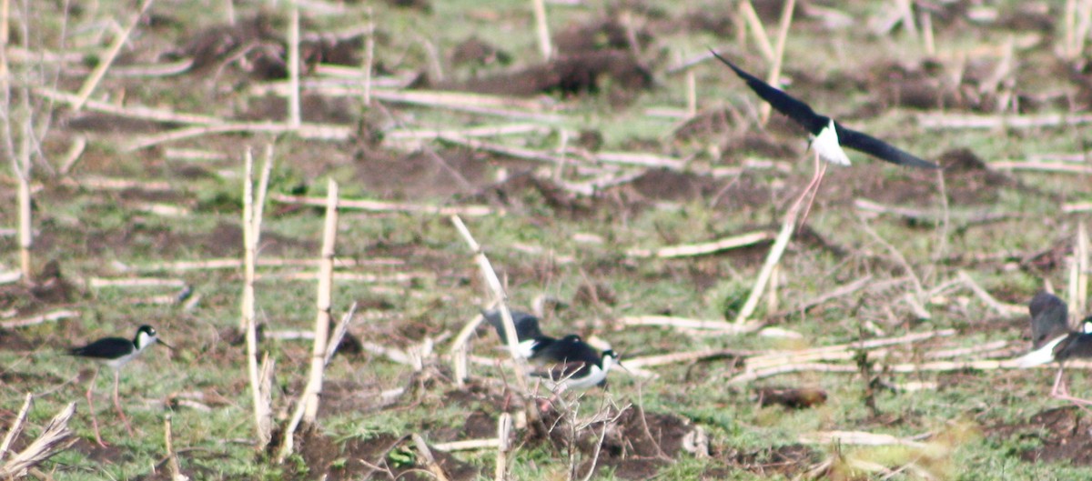 Black-necked Stilt - Serguei Alexander López Perez