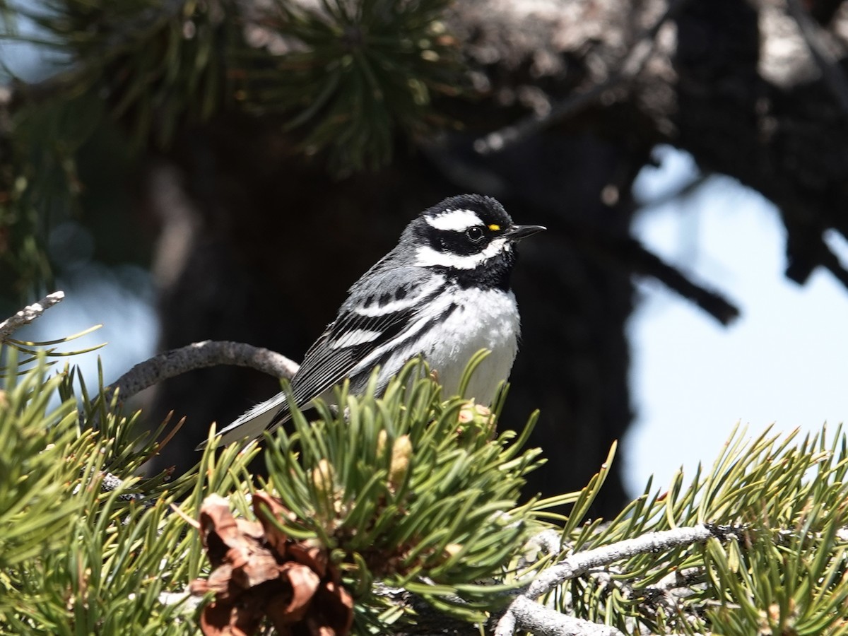 Black-throated Gray Warbler - Barry Reed