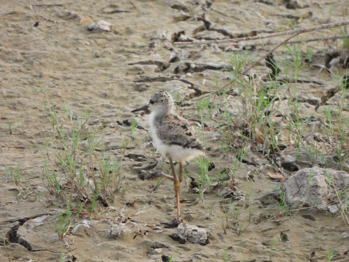 Black-winged Stilt - Prof Chandan Singh Dalawat