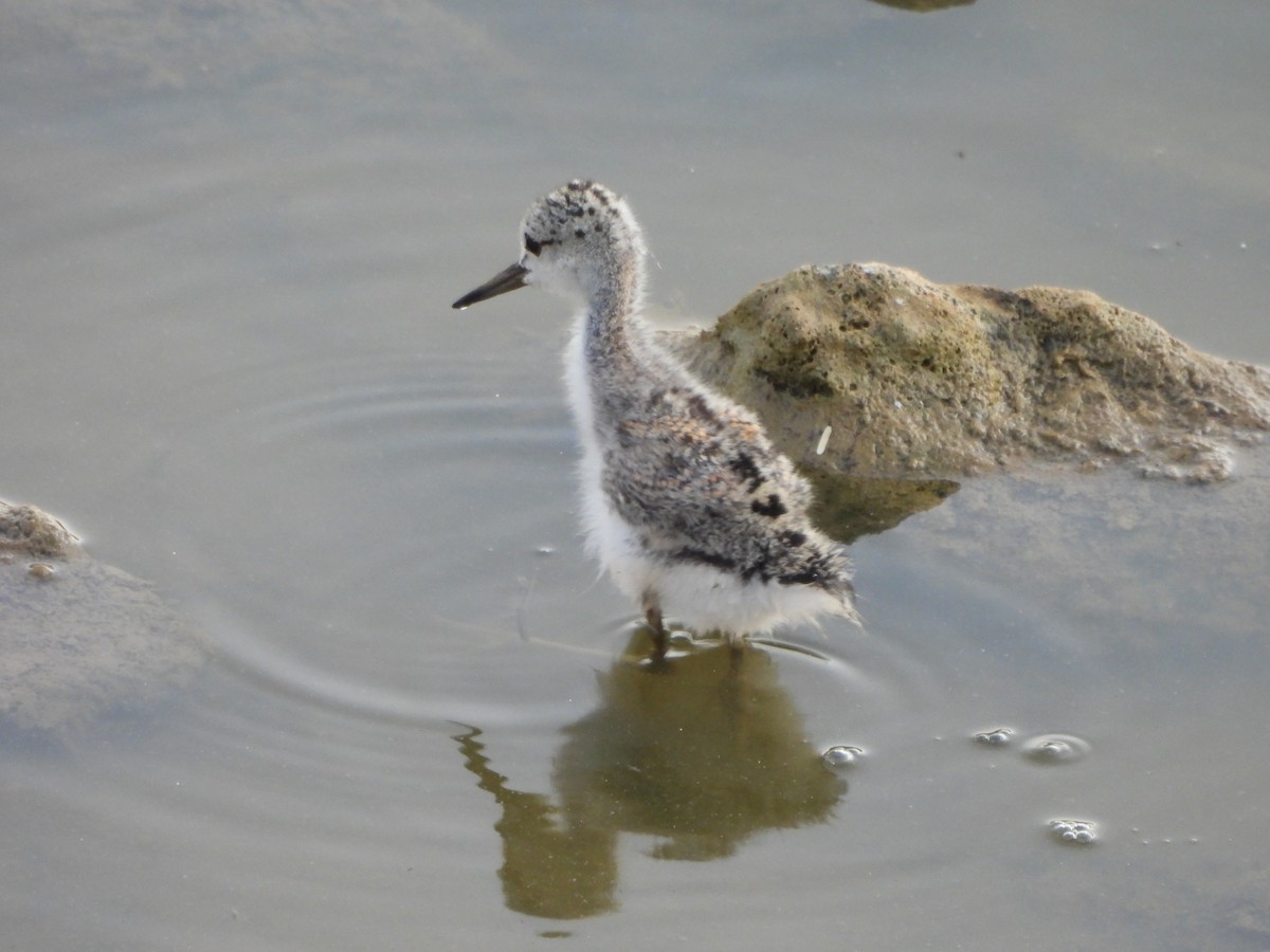 Black-winged Stilt - Prof Chandan Singh Dalawat