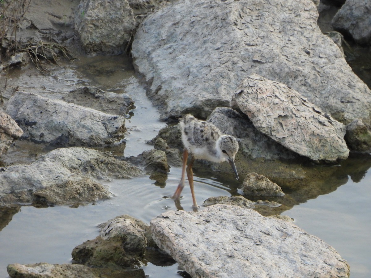 Black-winged Stilt - Prof Chandan Singh Dalawat