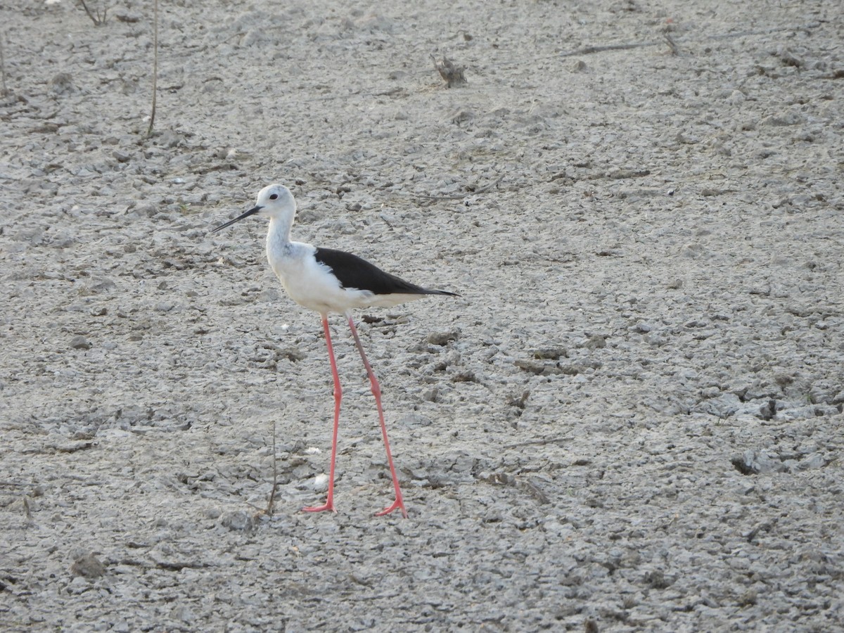 Black-winged Stilt - Prof Chandan Singh Dalawat