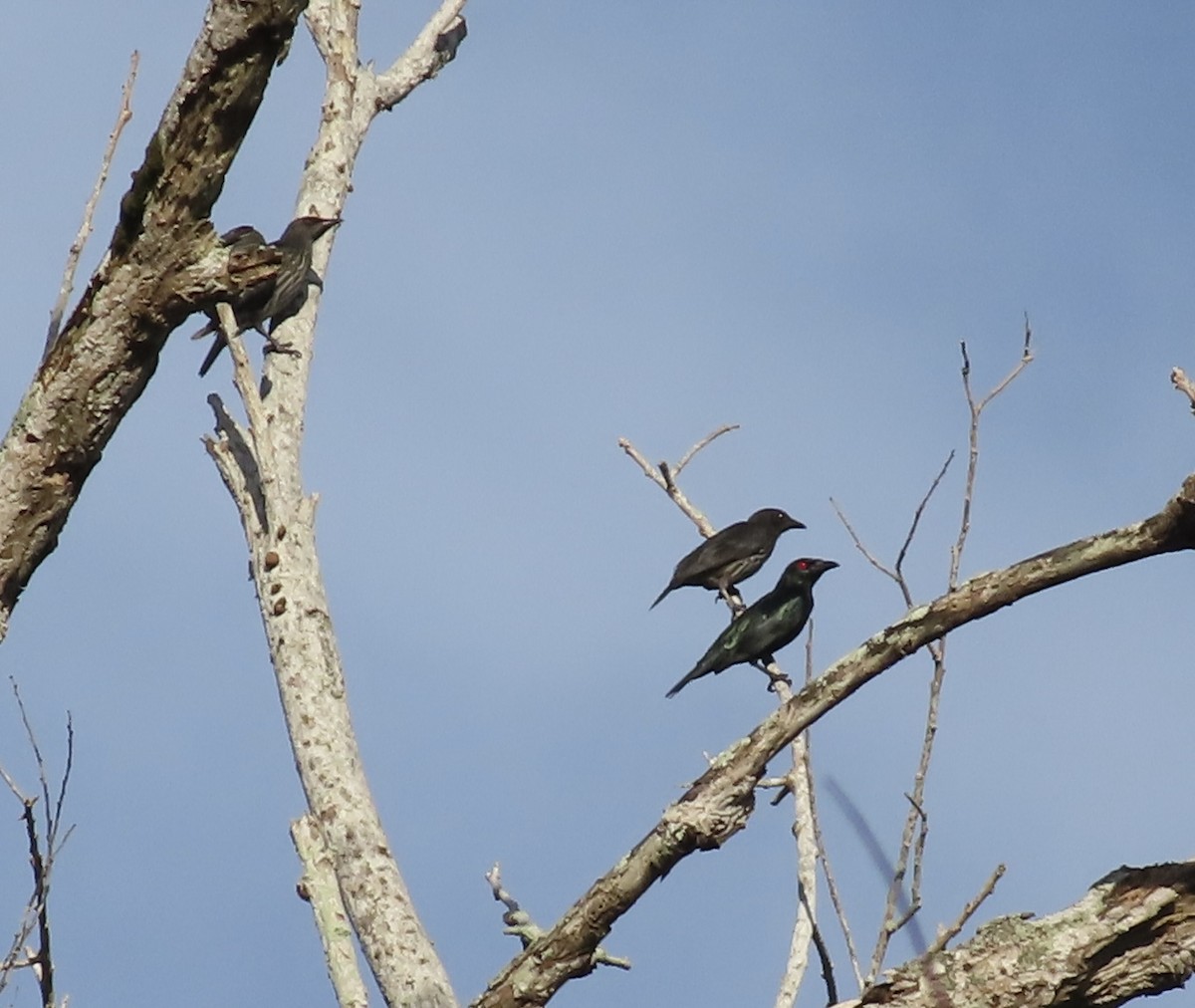 Asian Glossy Starling - ML619474141