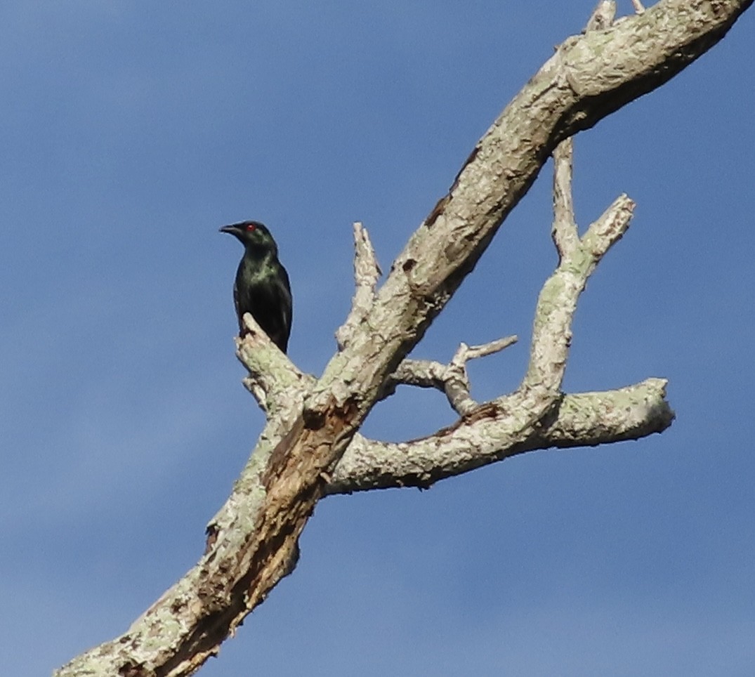 Asian Glossy Starling - ML619474142