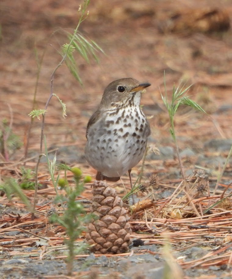 Hermit Thrush - Margaret Heming