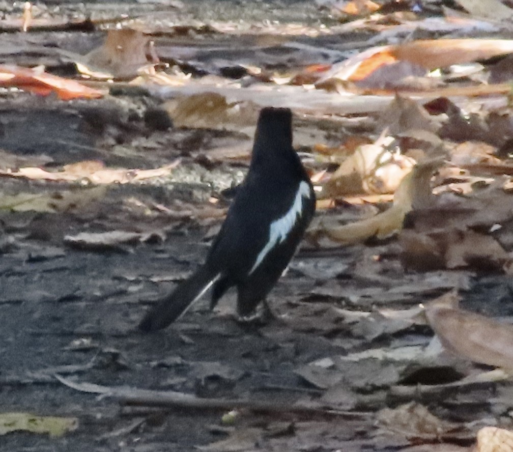 Oriental Magpie-Robin - Dominique Dodge-Wan