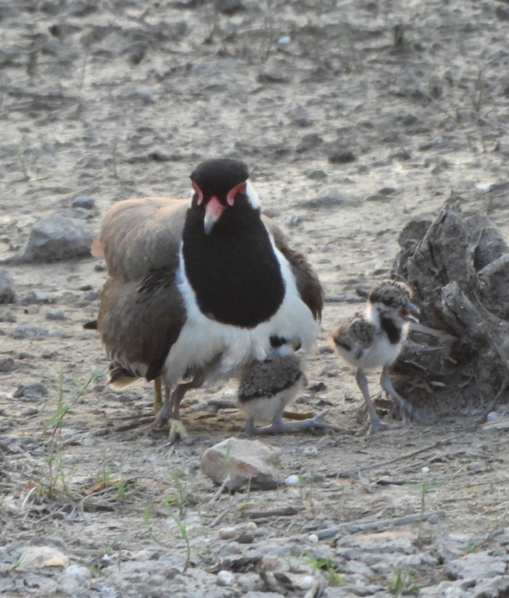 Red-wattled Lapwing - Prof Chandan Singh Dalawat