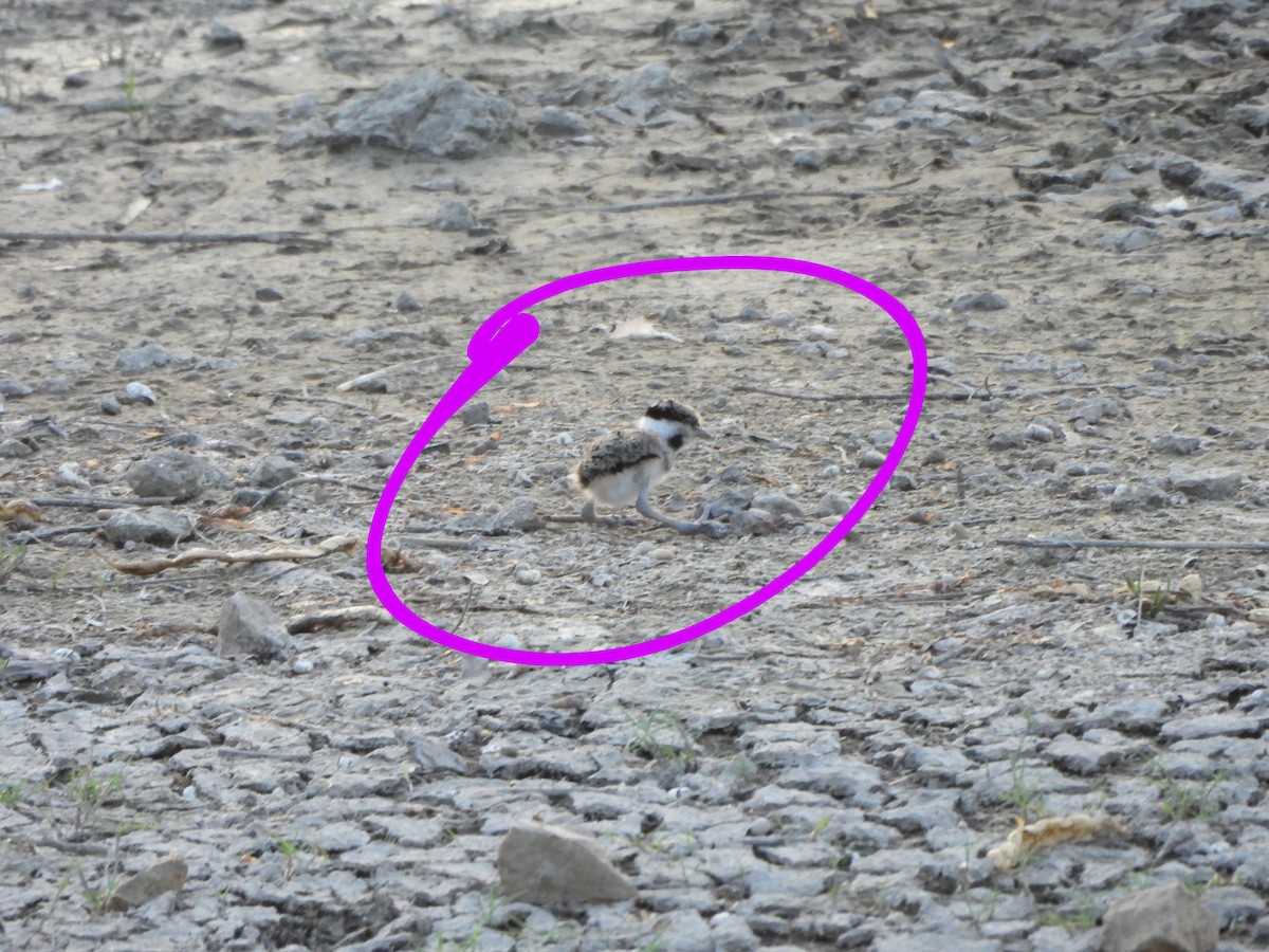 Red-wattled Lapwing - Prof Chandan Singh Dalawat