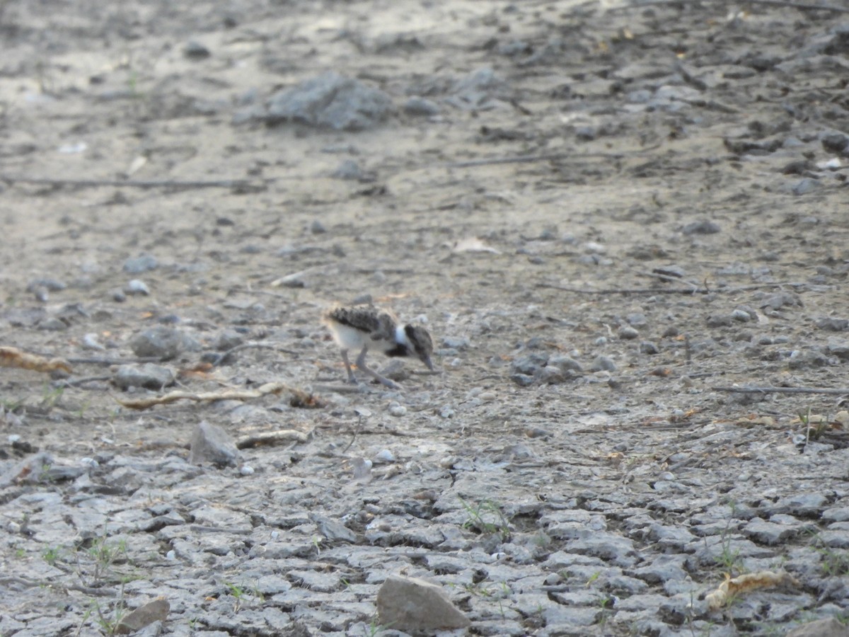 Red-wattled Lapwing - Prof Chandan Singh Dalawat