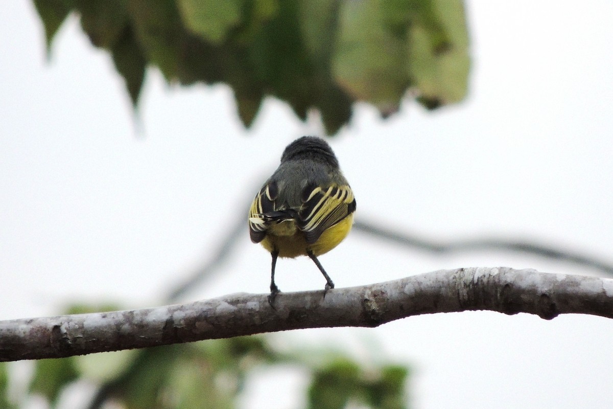 Common Tody-Flycatcher - Licinio Garrido Hoyos