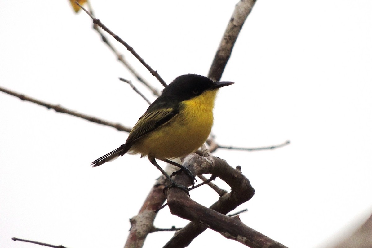 Common Tody-Flycatcher - Licinio Garrido Hoyos