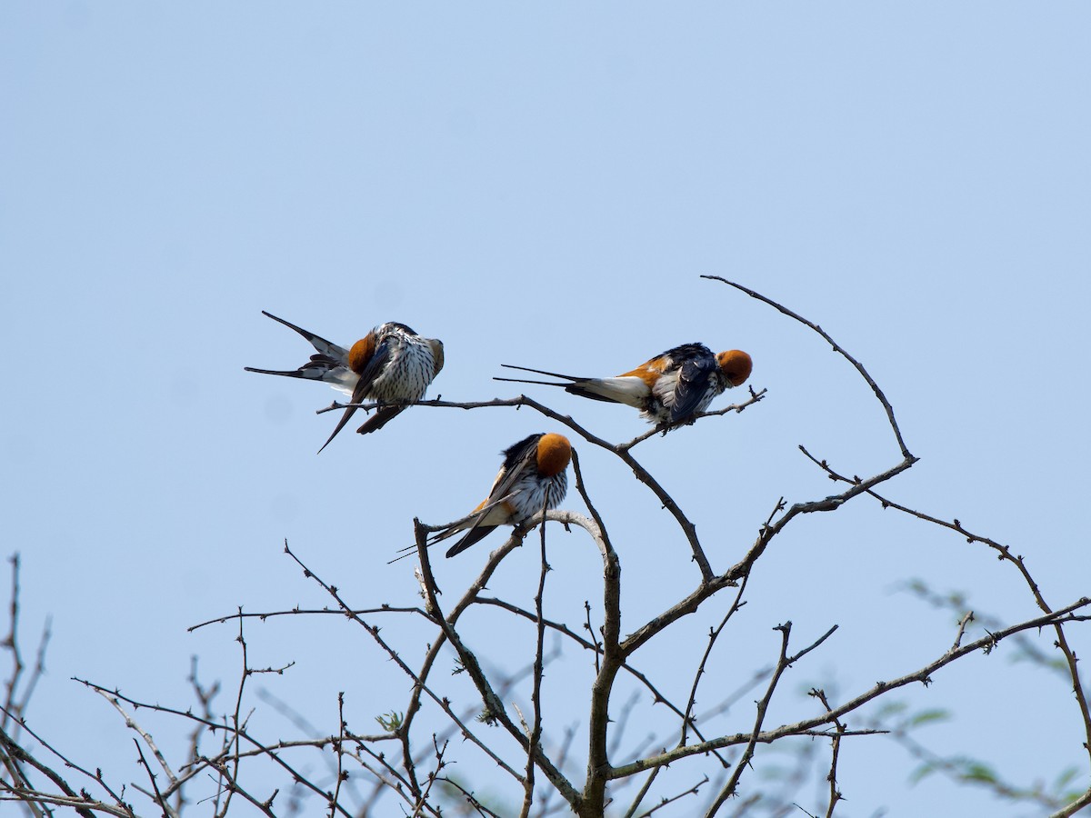 Greater Striped Swallow - Nick Leiby