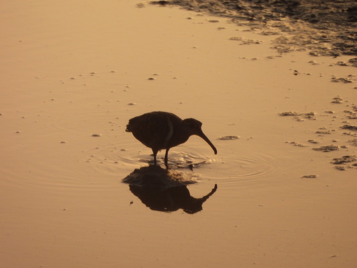 Greater Painted-Snipe - Prof Chandan Singh Dalawat