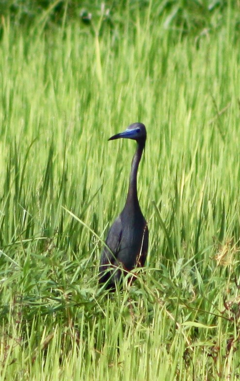 Little Blue Heron - Serguei Alexander López Perez