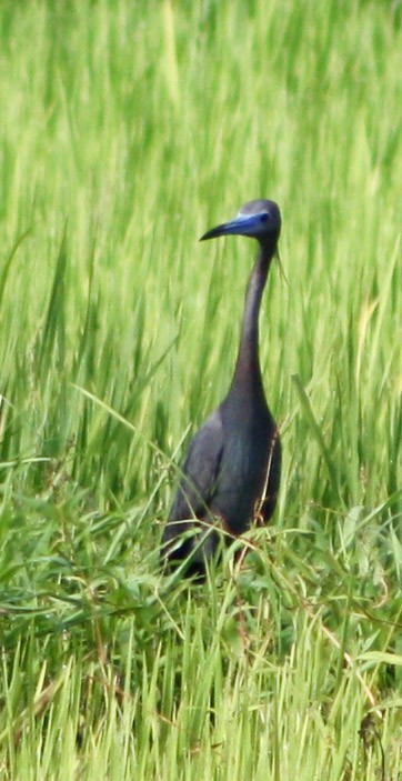 Little Blue Heron - Serguei Alexander López Perez