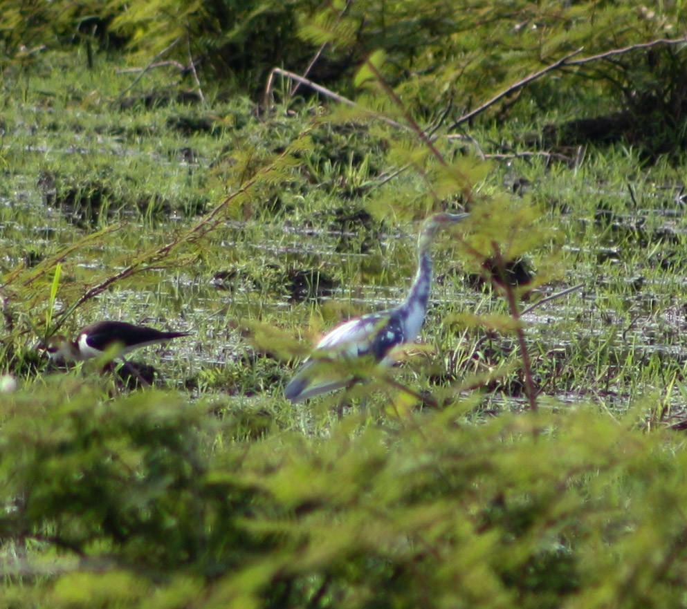 Little Blue Heron - Serguei Alexander López Perez