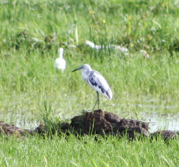 Little Blue Heron - Serguei Alexander López Perez